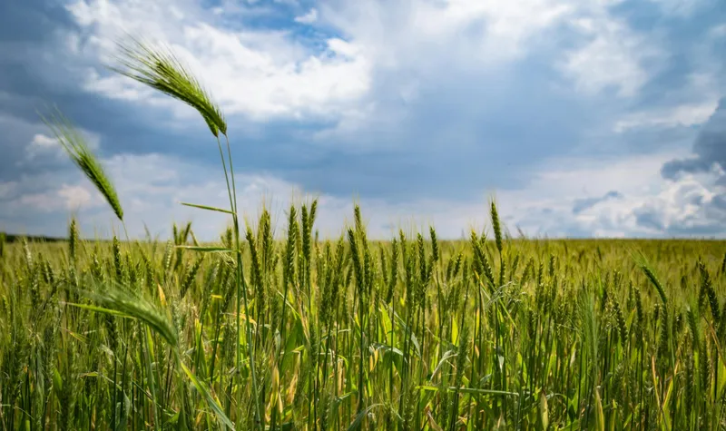 Prischock i matbutiken – vad ligger bakom